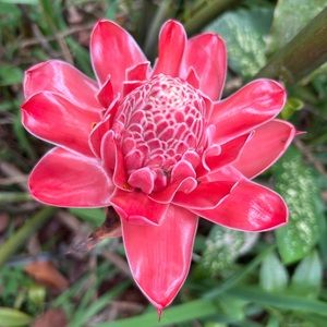 Meet your Posher, Izzy